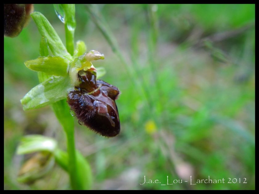 Ophrys aranifera subsp. aranifera - Ophrys araignée #2